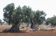 Xylella: l’intero comparto agricolo è oggetto di selvagge speculazioni