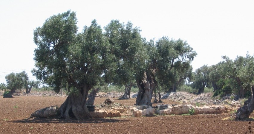 Xylella: l’intero comparto agricolo è oggetto di selvagge speculazioni