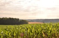 Federcontribuenti: Agricoltura, quella italiana in ginocchio, meno 700 euro a ettaro per il granoturco