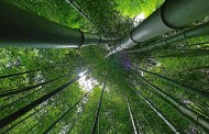 Ambiente: terreni agricoli abbandonati trasformati in risorse produttive