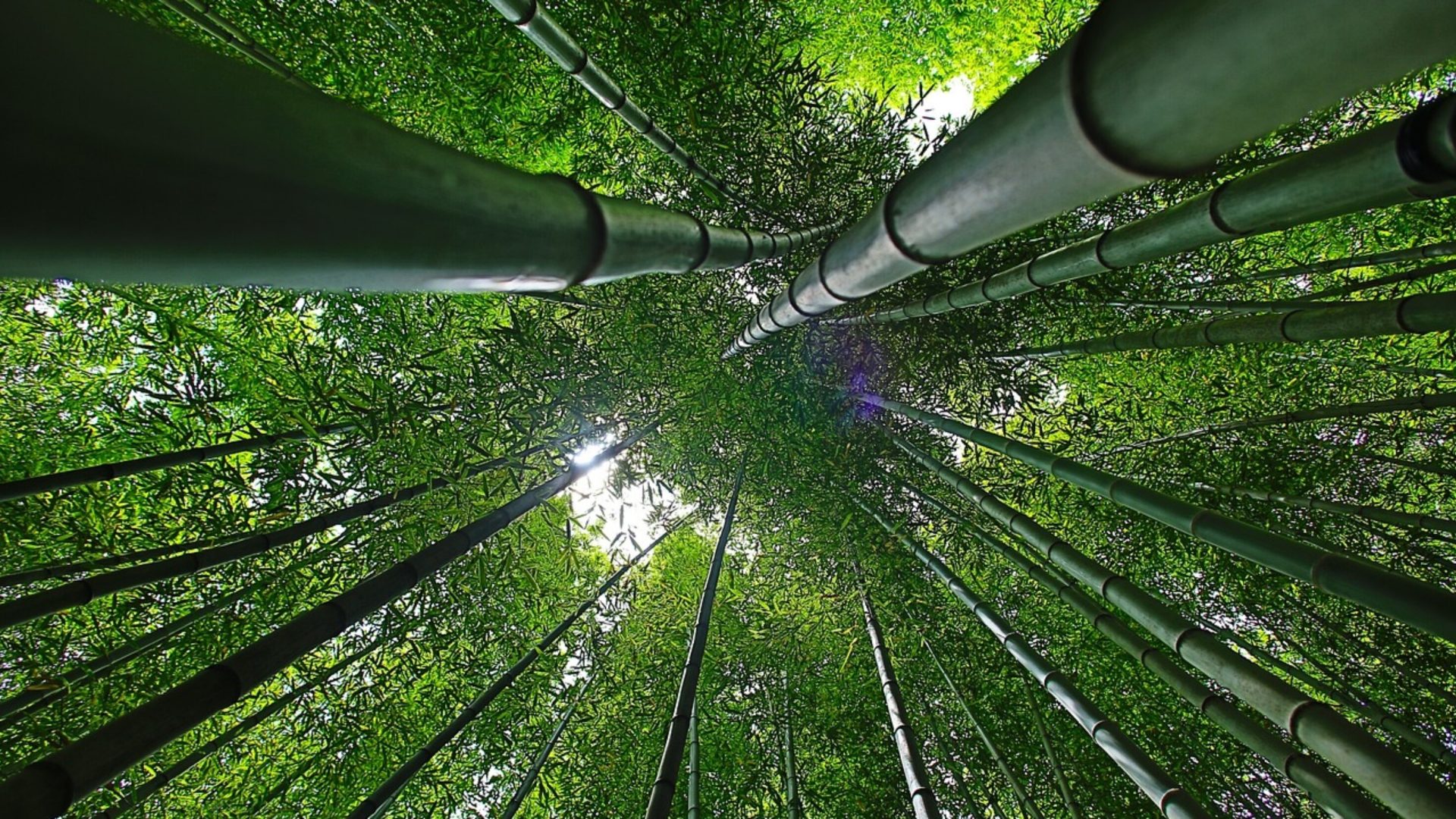 Ambiente: terreni agricoli abbandonati trasformati in risorse produttive